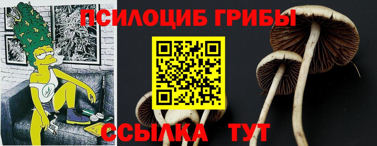 Галлюциногенные грибы Psilocybe Краснокамск